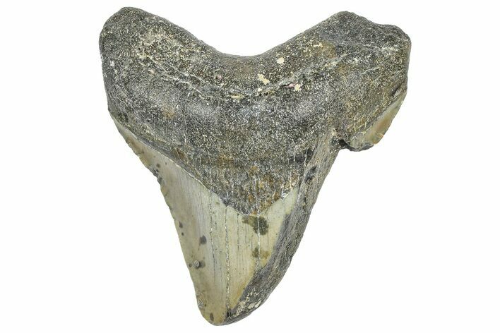 Partial, Fossil Megalodon Tooth - North Carolina #363754